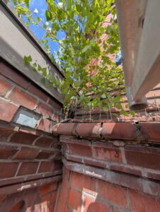 Fassadensanierung: Schadhafte Pflanzenbewuchs in der Fassade